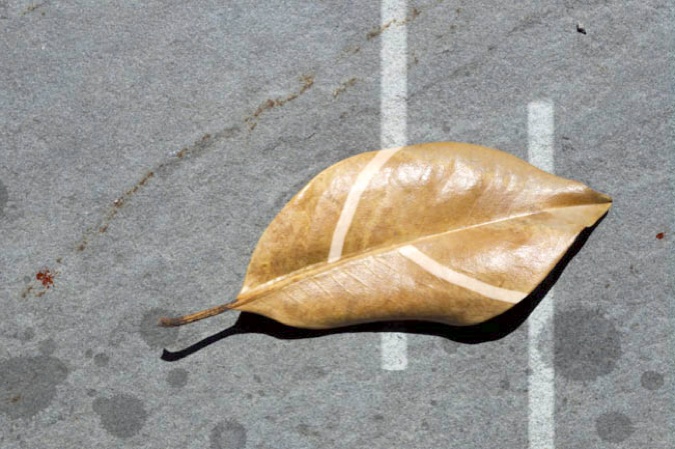 Brown Magnolia Leaf, 2010