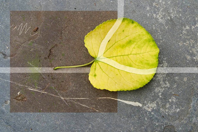 Yellow Quaking Aspen Leaf, 2010